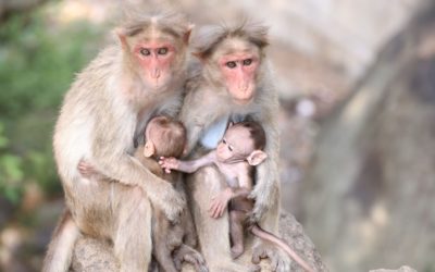 Droit à l&rsquo;inclusion : leçons juridiques de l&rsquo;affaire Punch