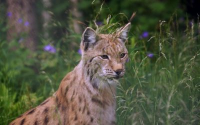 Mondial : Lynx boréal et droits humains collectifs